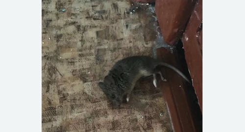 Дезинфекция от мышей в Горно-Алтайске